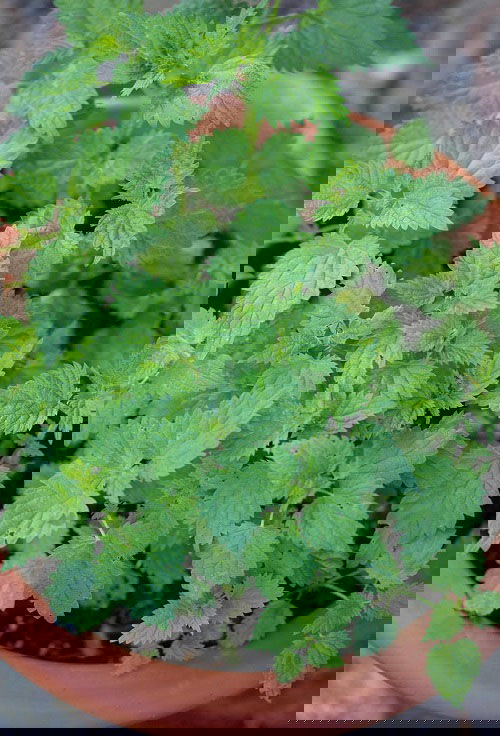 nettels Best Strawberry Companion Plants