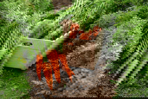 Strawberry Companion Plants 7