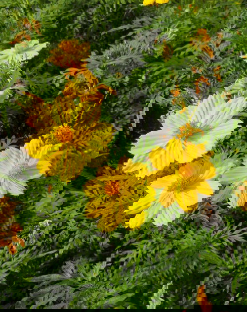 Flowers That Look Like Black-Eyed Susan 2