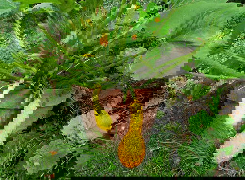 Strawberry Companion Plants 11