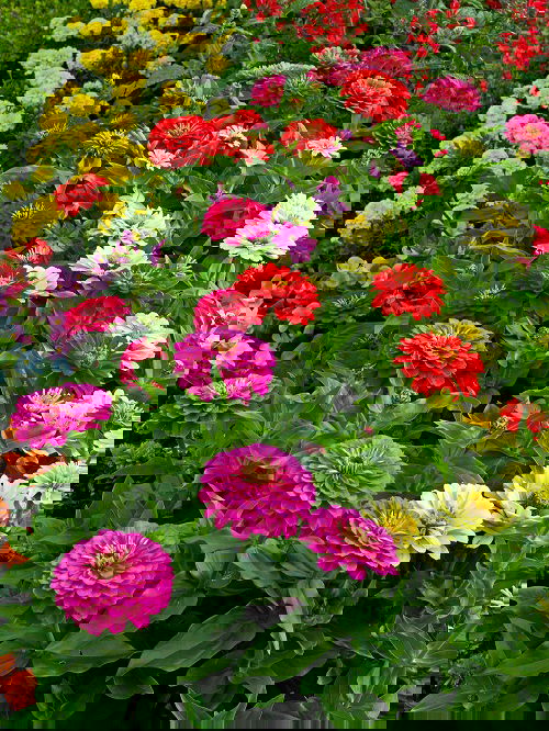 zinnias is Bee Balm Companion Plants