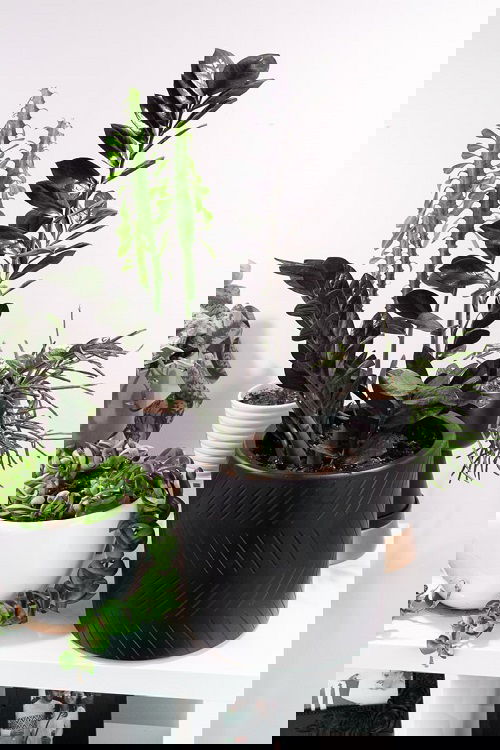 Can ZZ Plant Cause Cancer
